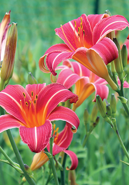 Neyron Rose daylily heirloom bulbs #1