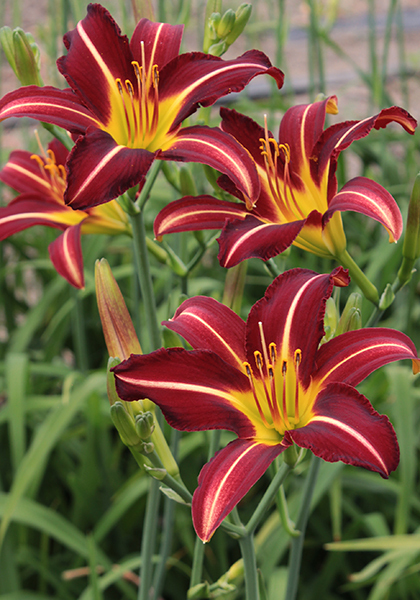 Libby Finch daylily heirloom bulbs #1