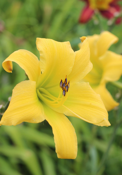 Bette Russell daylily heirloom bulbs #1