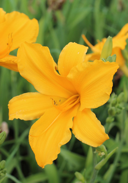 Gertrude Condon daylily heirloom bulbs #1