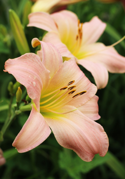 Winsome Lady daylily heirloom bulbs #1
