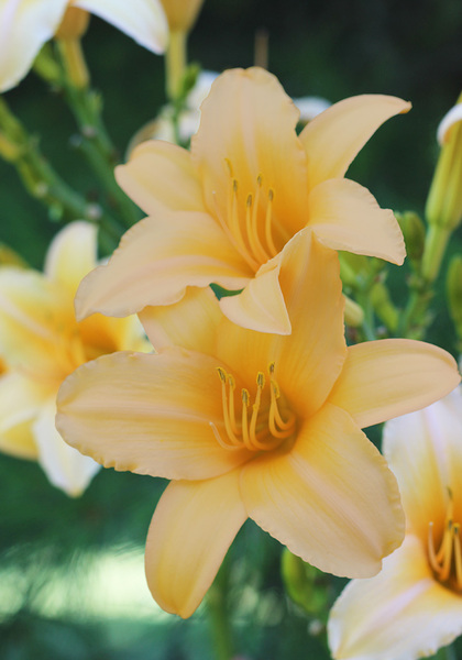 Pumpkin Eater daylily heirloom bulbs #1