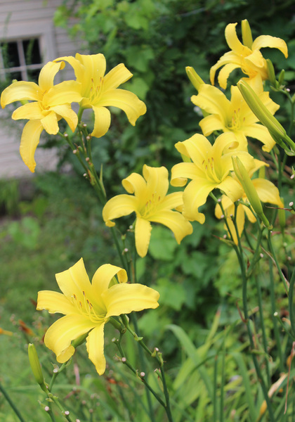Revolute daylily heirloom bulbs #2