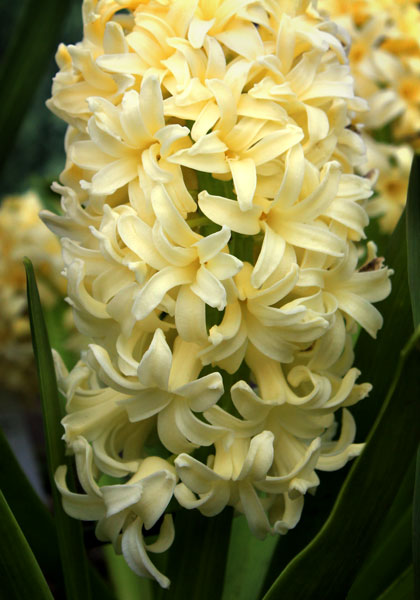 HYACINTHS
