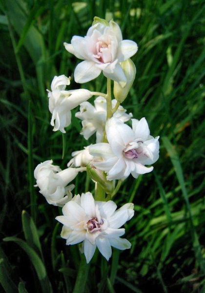 Gloria Mundi hyacinth heirloom bulbs #2