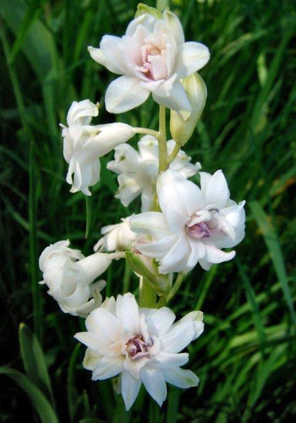 Gloria Mundi hyacinth heirloom bulbs #1