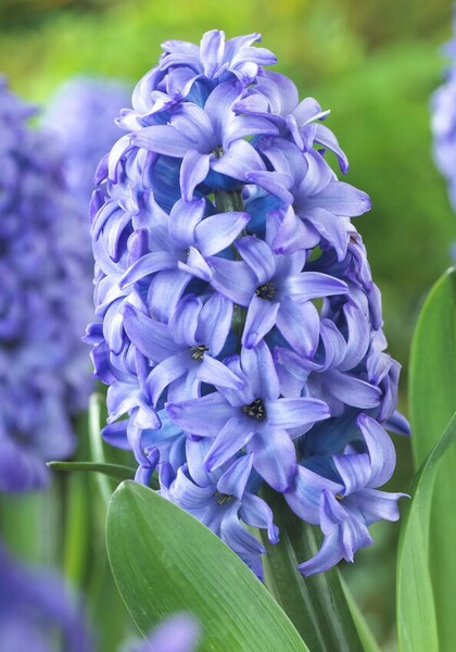 Minos hyacinth heirloom bulbs #1