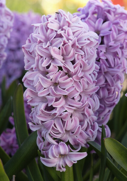 Splendid Cornelia hyacinth heirloom bulbs #1