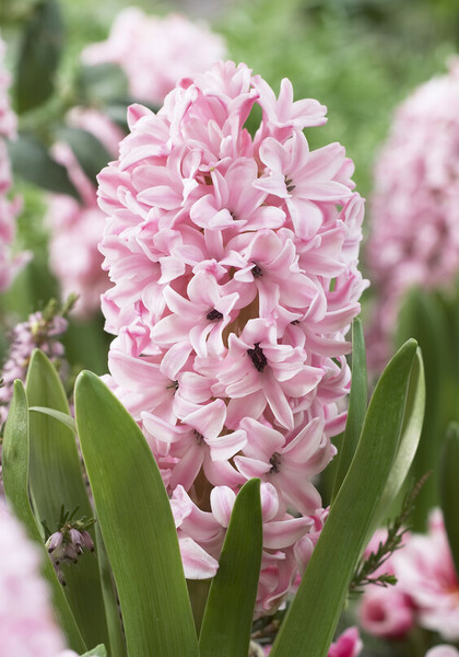 Fondant hyacinth heirloom bulbs #1