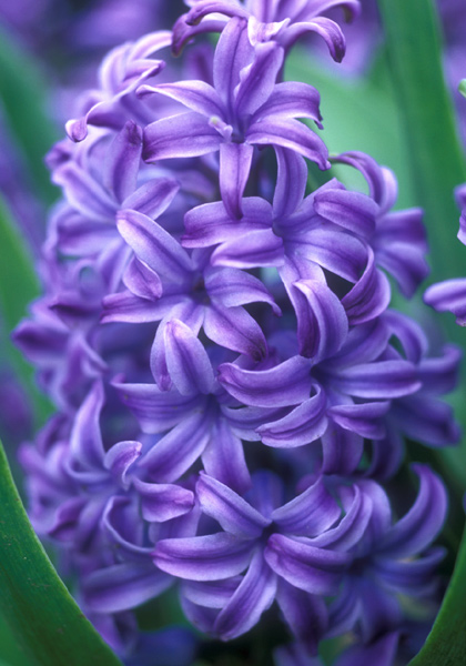 Bismarck hyacinth heirloom bulbs #1