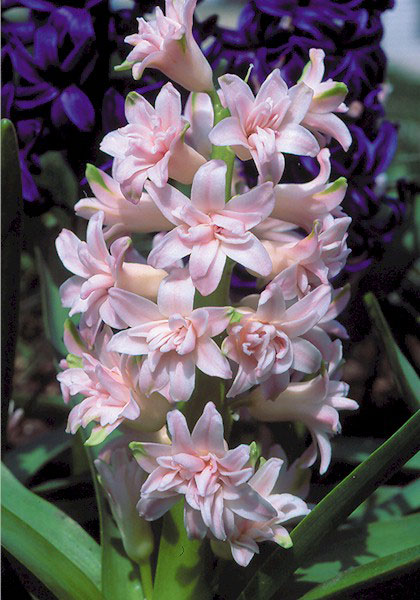 Chestnut Flower hyacinth heirloom bulbs #2