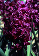 Distinction hyacinth heirloom bulbs