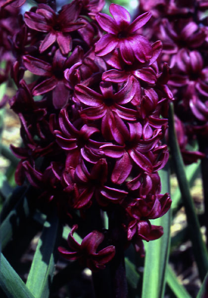 Distinction hyacinth heirloom bulbs #1