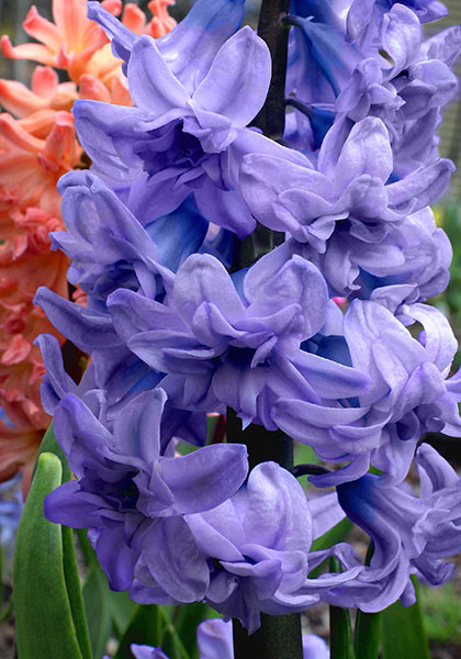 General Kohler hyacinth heirloom bulbs #2