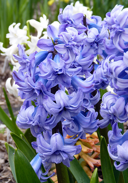 General Kohler hyacinth heirloom bulbs #1