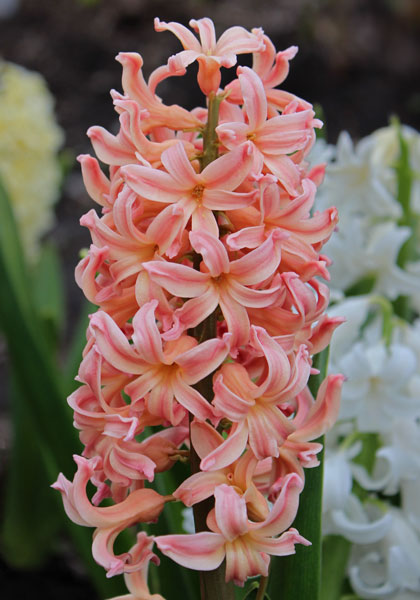 HYACINTHS