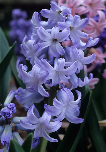 Grand Monarque hyacinth heirloom bulbs #1