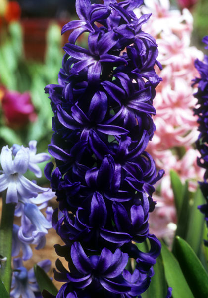 King of the Blues hyacinth heirloom bulbs #1