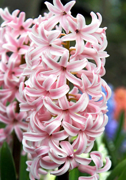 Lady Derby hyacinth heirloom bulbs #1