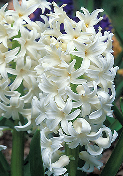 L’Innocence hyacinth heirloom bulbs #1