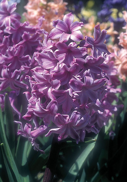 Lord Balfour hyacinth heirloom bulbs #1