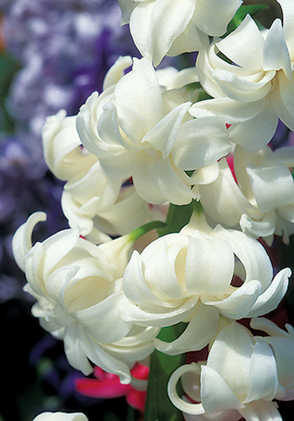 Madame Sophie hyacinth heirloom bulbs #2