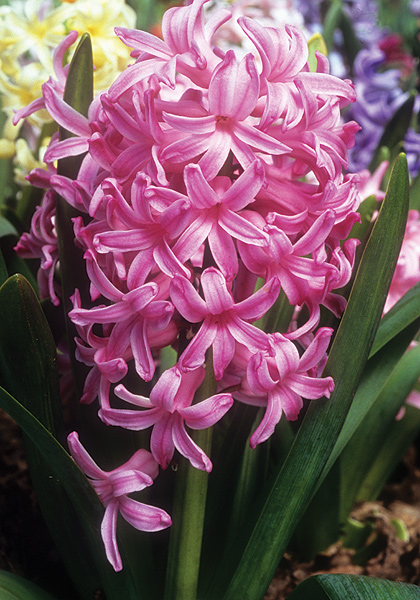 Marconi hyacinth heirloom bulbs #1