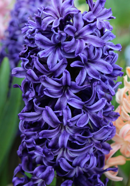 Marie hyacinth heirloom bulbs #1