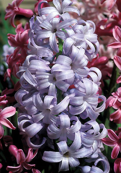 Perle Brilliante hyacinth heirloom bulbs #1