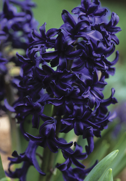 Menelik hyacinth heirloom bulbs #1