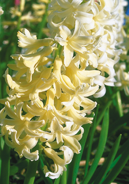 Prins Hendrik hyacinth heirloom bulbs #1