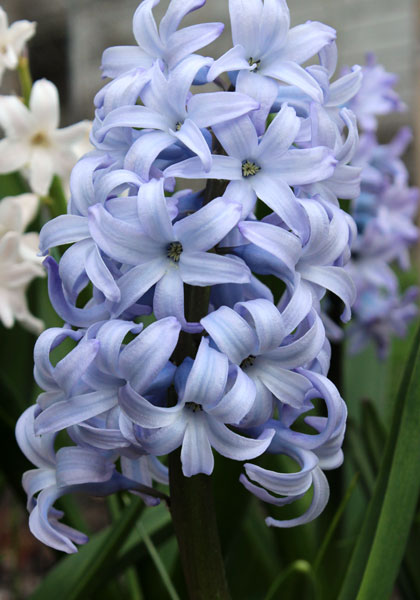 Queen of the Blues hyacinth heirloom bulbs #1