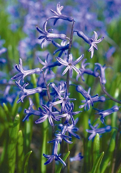 Roman Blue hyacinth heirloom bulbs #2