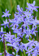 Roman Blue hyacinth heirloom bulbs