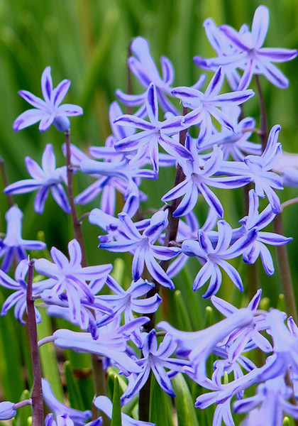 Roman Blue hyacinth heirloom bulbs #1