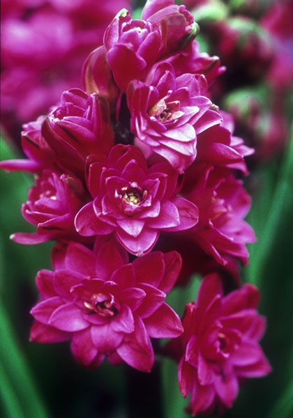 Hollyhock hyacinth heirloom bulbs #2