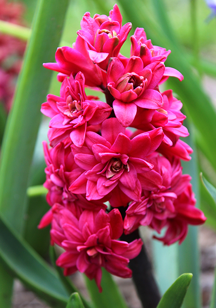 Hollyhock hyacinth heirloom bulbs #1