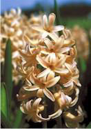 Prinses Maria Christina hyacinth heirloom bulbs