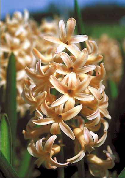 Prinses Maria Christina hyacinth heirloom bulbs #1