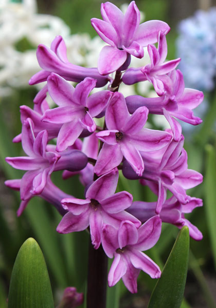 Mulberry Rose hyacinth heirloom bulbs #1