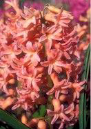 Oranje Boven hyacinth heirloom bulbs