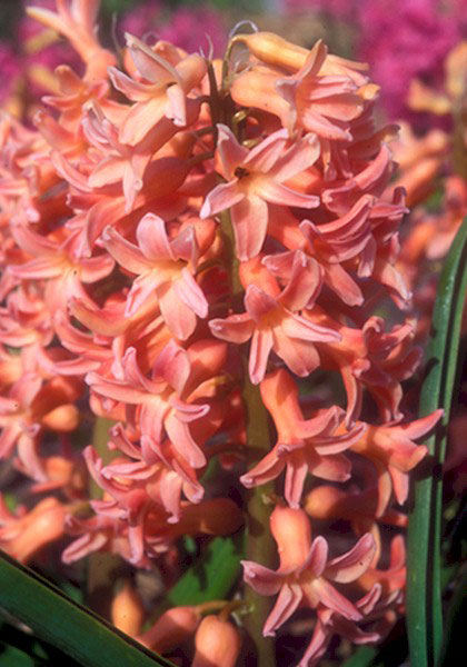 Oranje Boven hyacinth heirloom bulbs #1