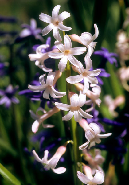 Roman Pink hyacinth heirloom bulbs #2