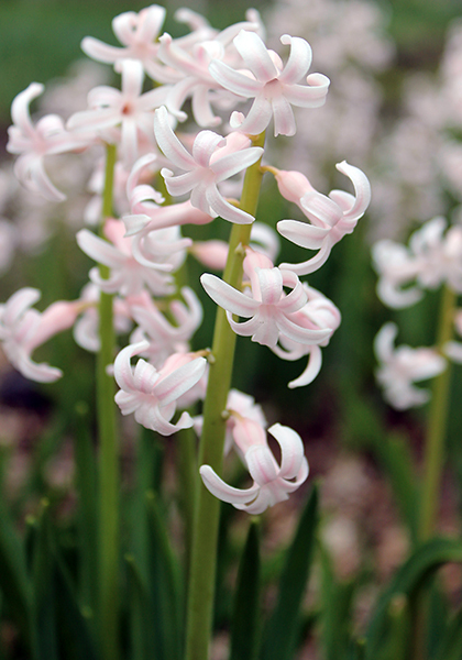HYACINTHS