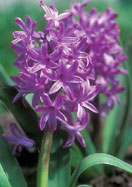 Amethyst hyacinth heirloom bulbs