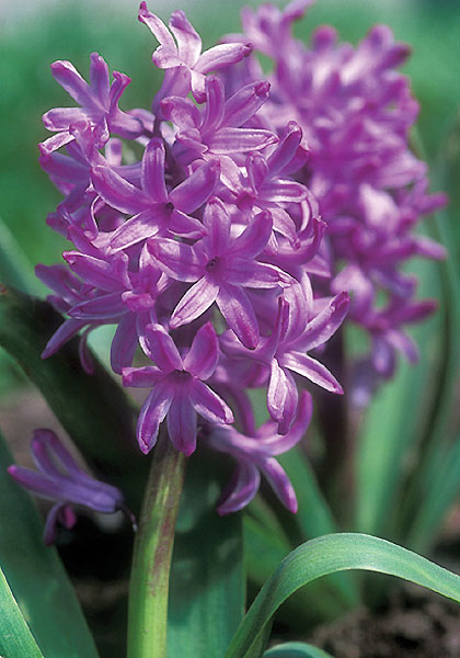 Amethyst hyacinth heirloom bulbs #1
