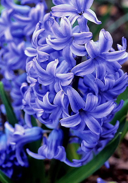 Blue Giant hyacinth heirloom bulbs #1