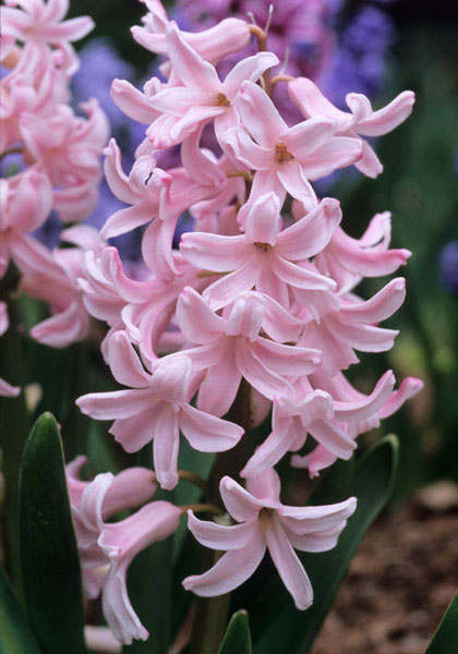 Apple Blossom hyacinth heirloom bulbs #1