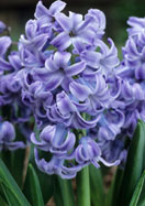 Blue Diamond hyacinth heirloom bulbs