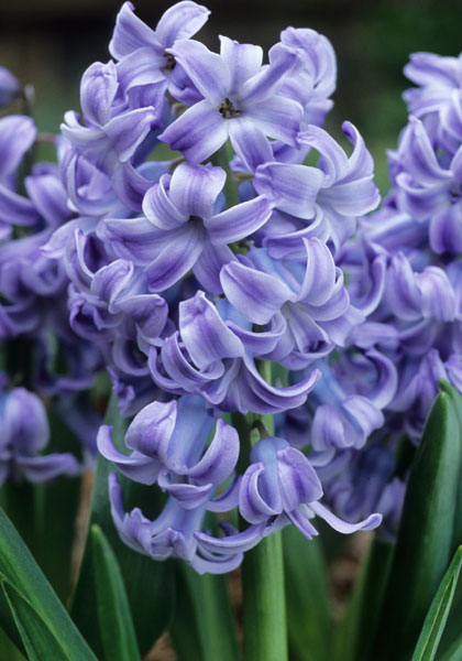 Blue Diamond hyacinth heirloom bulbs #1